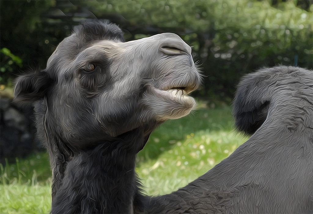 112 Tiere Zoo Köln_DDB1883-1.jpg